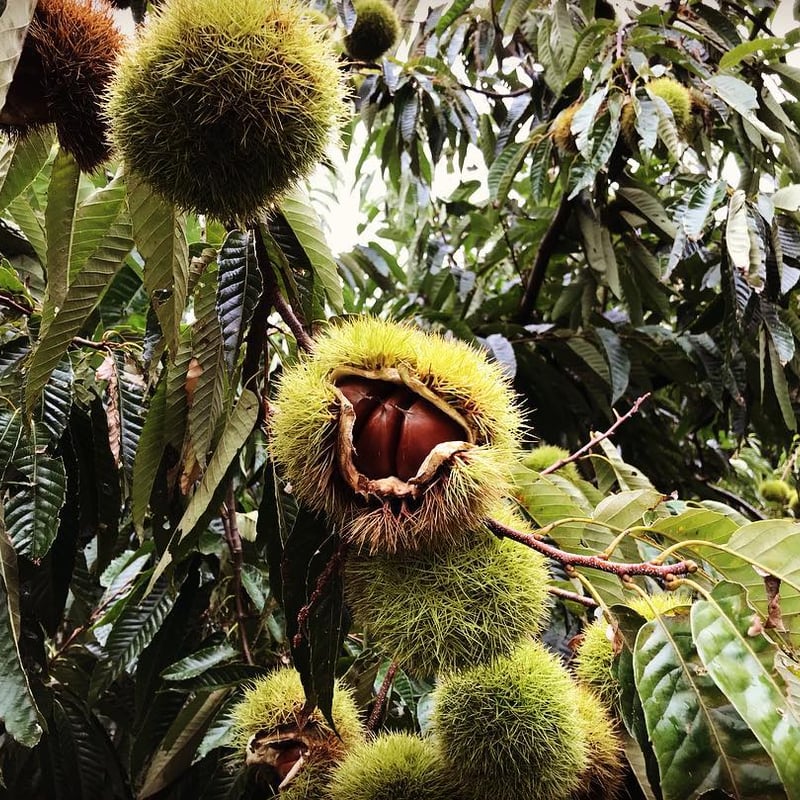 低温熟成 丹波栗2Lサイズ500g | ひょうたん農場