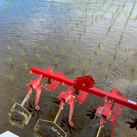 有機栽培コシヒカリ５kg（白米）