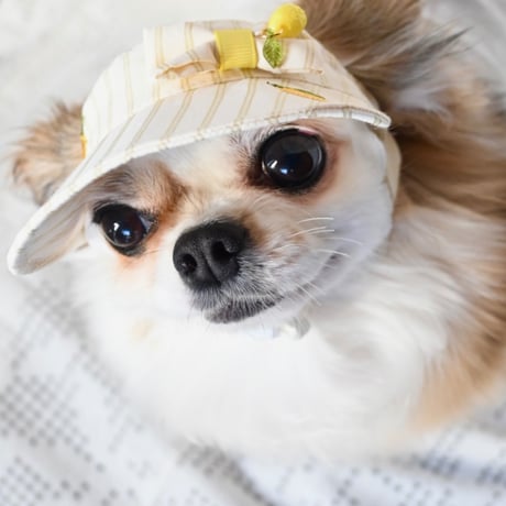 犬帽子 | STORES