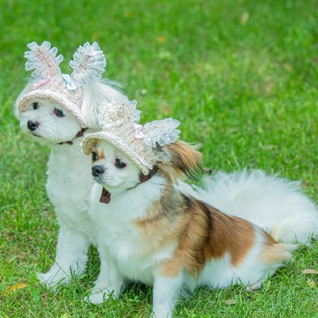 シャーロットドレス くま耳ジャケット FaFaピコネiglow Lovely ♡ Chocolate~ Chocolatier Heart Apron & Kuma Kumya