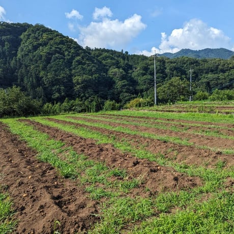 ★完売御礼★【2024年収穫】せいだ芋のポテトフライ4味セット