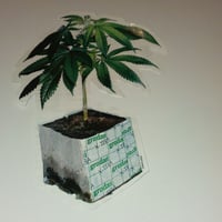 CONART grodan