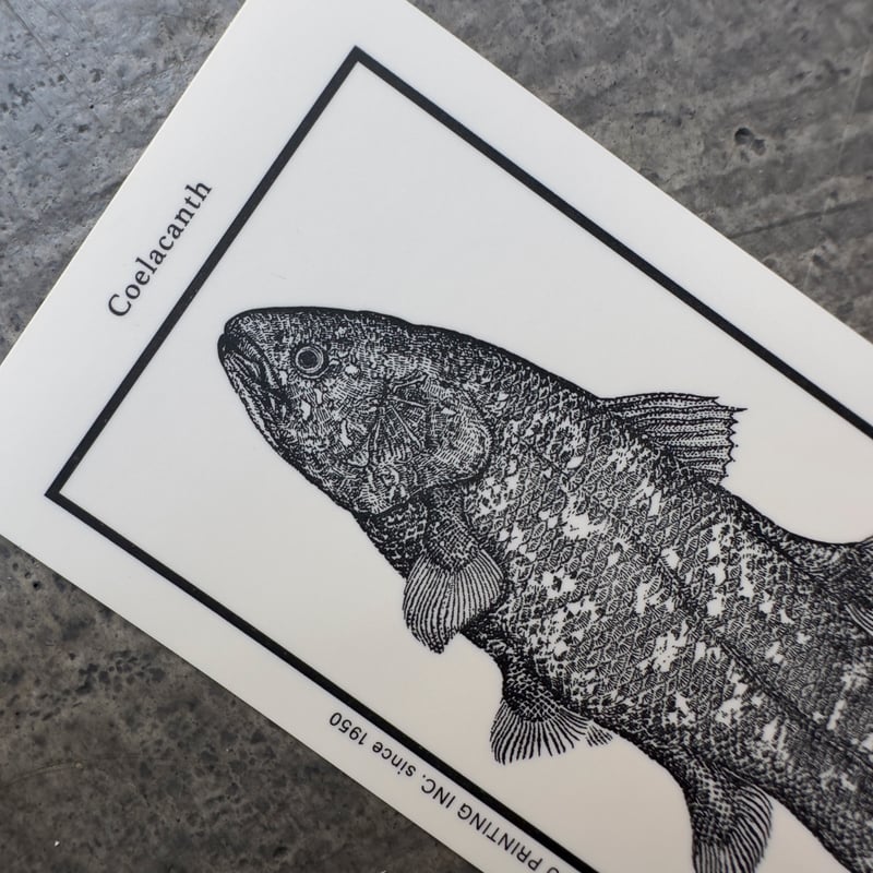 日本画「シーラカンス」 Letterpress sticker -「MONO」- シーラカンス | STICKER