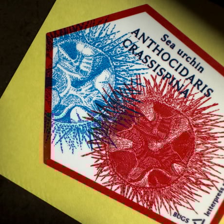 Letterpress sticker  -「BUGS」- ウニ