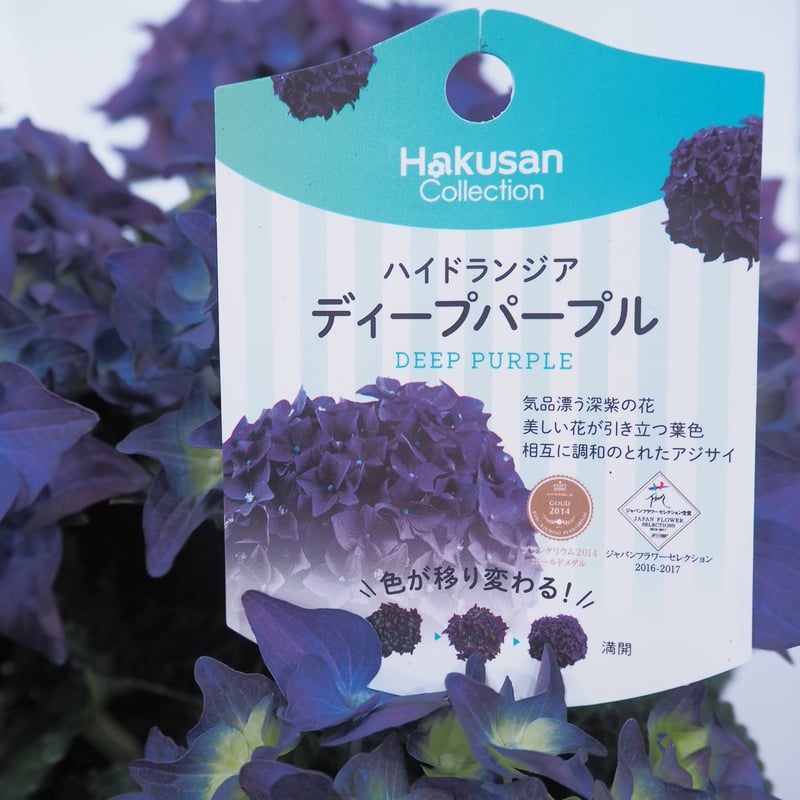 色が変わるアジサイ「ディープパープル」 | FLOWER liberte フラワー