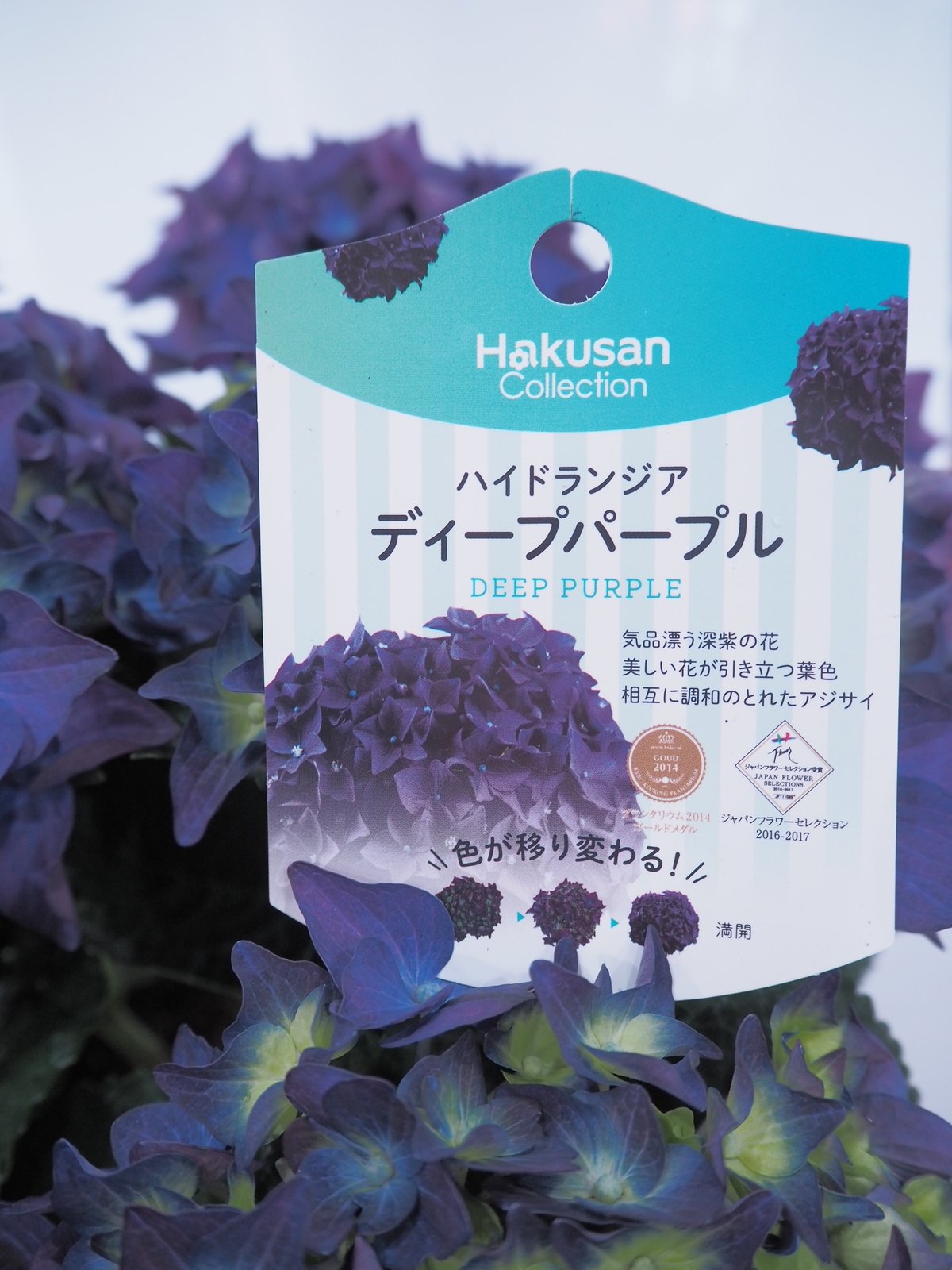 色が変わるアジサイ「ディープパープル」 | FLOWER liberte フラワー