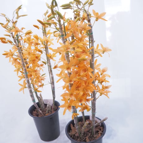 FLOWER liberte フラワーリベルテ FLOWER liberte フラワーリベルテ