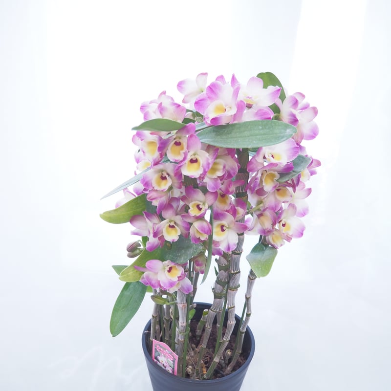 デンドロビウムの鉢植え「ムーンマーメイド」 | FLOWER liberte