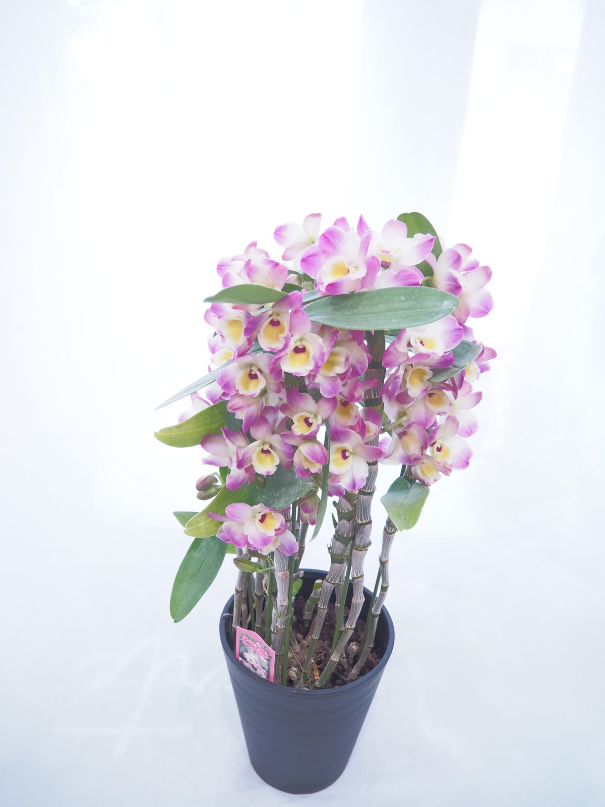 洋蘭 デンドロビウム【ムーンマーメイド】 デンドロビウムの鉢植え「ムーンマーメイド」 | FLOWER liberte