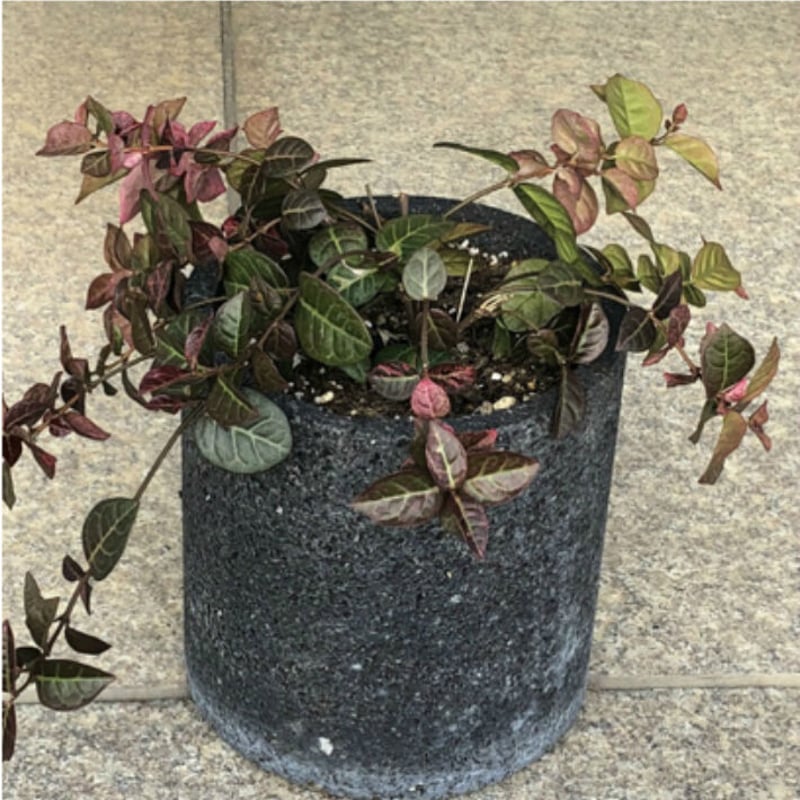溶岩石フラワーポッット(S)植木鉢 サボテン 鉢 石 おしゃれ 溶岩石フラワーポッット(S)植木鉢 サボテン 鉢 石 おしゃれ