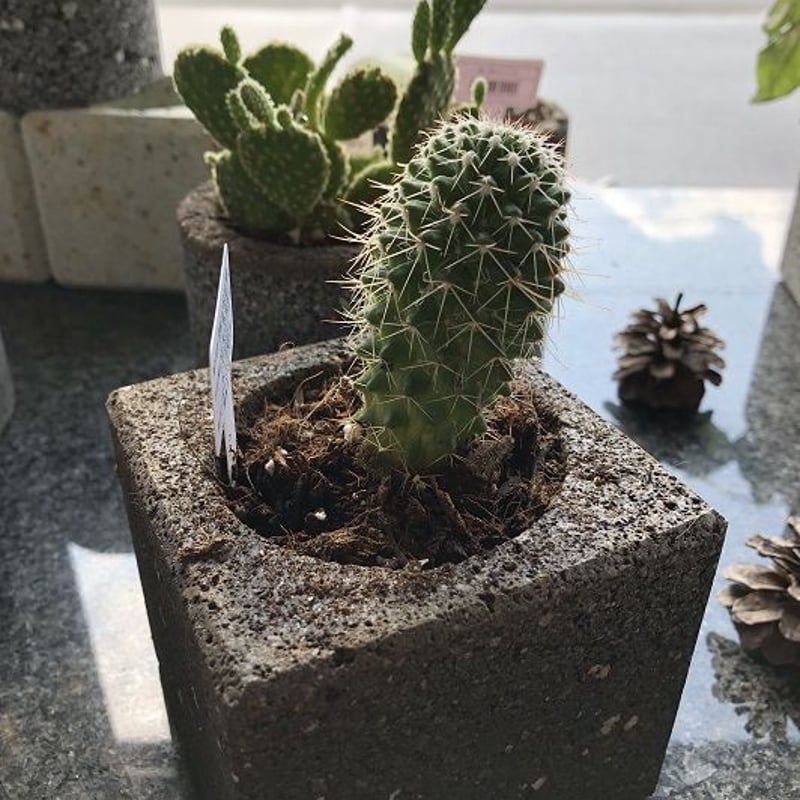 植木鉢】【国産溶岩石・大谷石】 溶岩石フラワーポット(角) サボテン