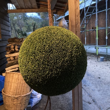 杉玉　一尺玉（約30ｃｍ）