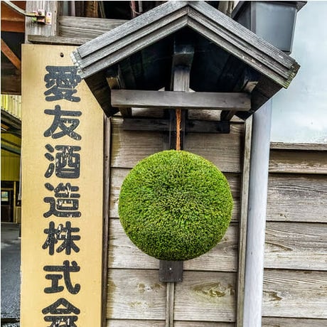 杉玉　中玉　（約40ｃｍ）