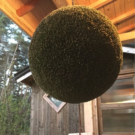 杉玉　七寸玉（約21ｃｍ）