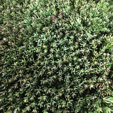杉玉　大玉　（約50ｃｍ）　密刺し仕上げ