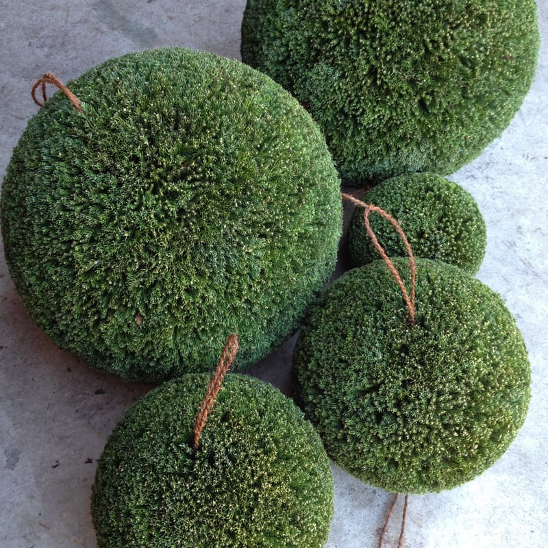 杉玉 大玉 (約50cm) | 楠玉屋 杉玉 大玉 (約50cm) | 楠玉屋
