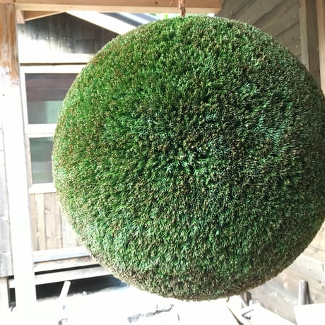 杉玉　大玉　（約50ｃｍ）