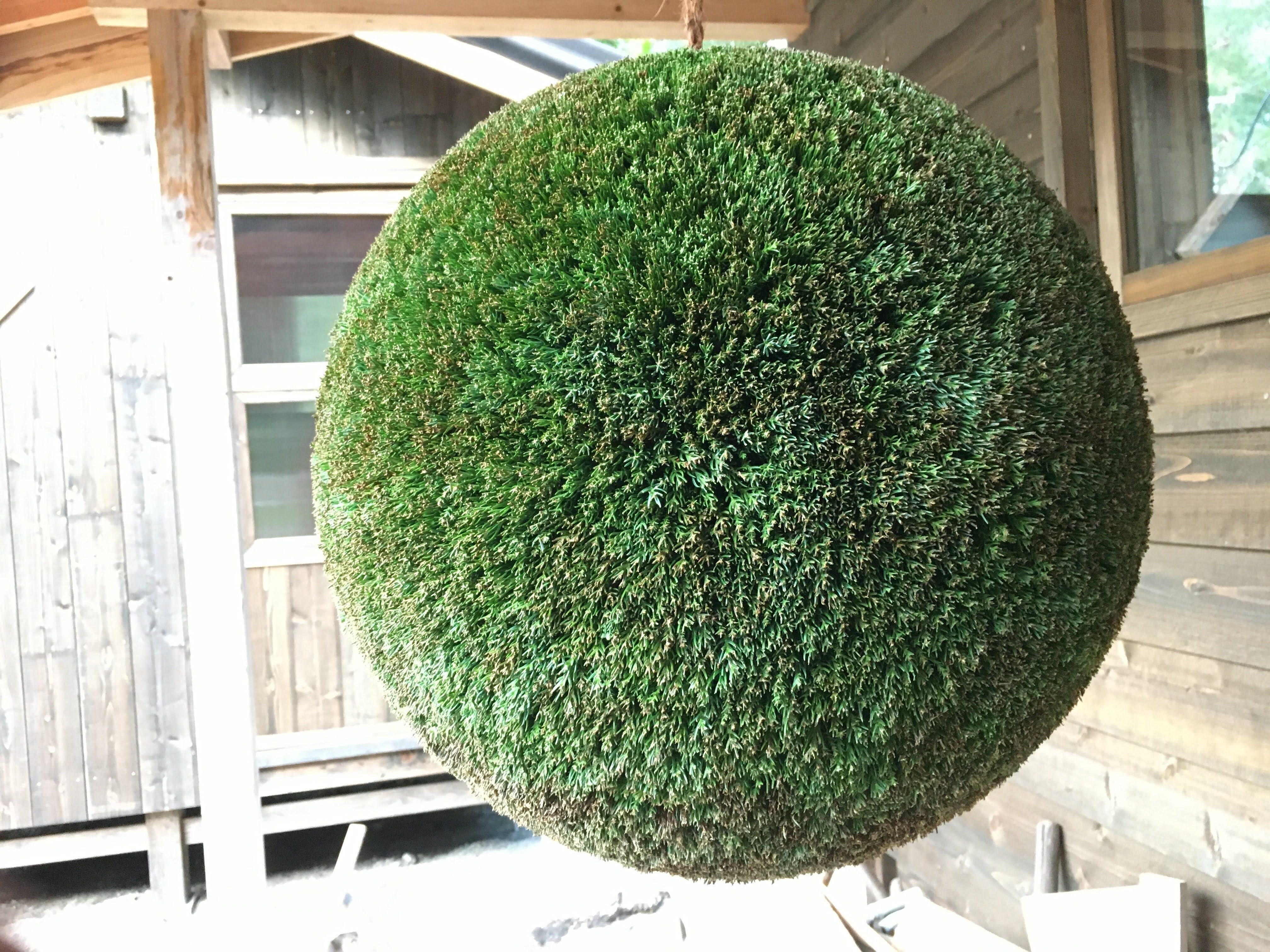 杉玉 大玉 （約50cm） | 楠玉屋