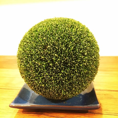 杉玉　四寸玉（約12ｃｍ）