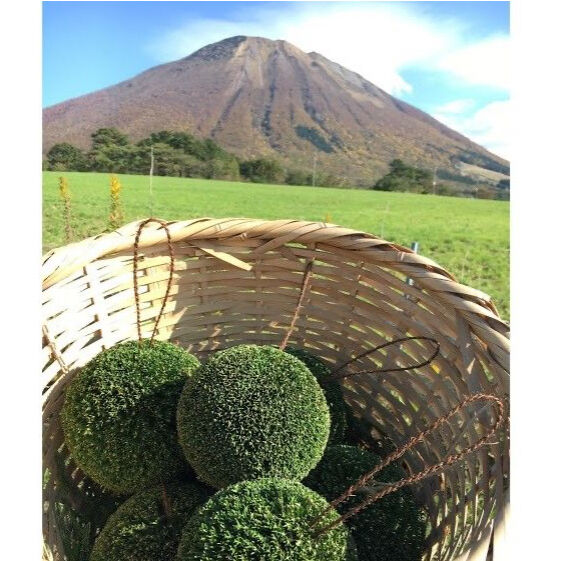 杉玉 四寸玉（約12cm） | 楠玉屋