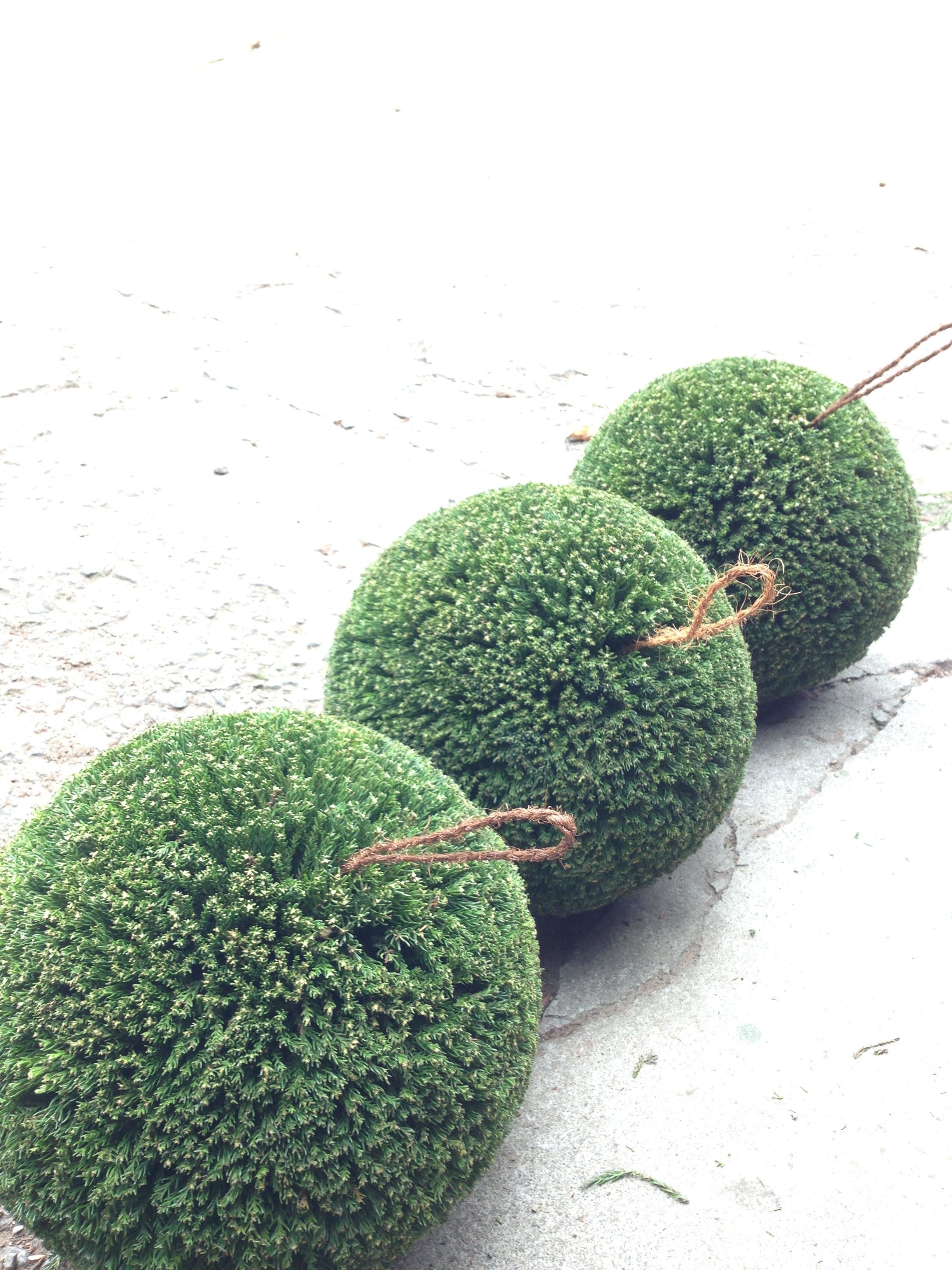 杉玉　約40センチ‼️縁起物　家族円満　商売繁盛♪ 杉玉 中玉 （約40cm） | 楠玉屋