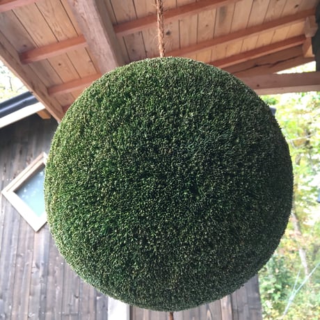 杉玉　一尺玉（約30ｃｍ）
