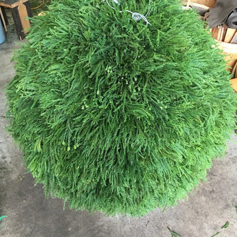 杉玉(酒林)セルフカット