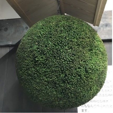 杉玉 中玉 （約40cm） | 楠玉屋