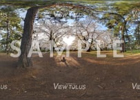 弘前公園　春21