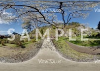 きみまち阪県立自然公園　春2
