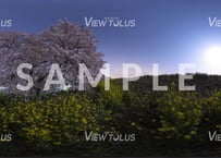 熊谷桜堤　春2