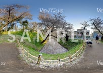 弘前公園　春20