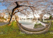 猿賀公園　春1