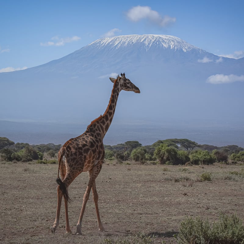 タンザニア：キリマンジャロ（生豆時重量200g） | 自家焙煎珈琲専門店