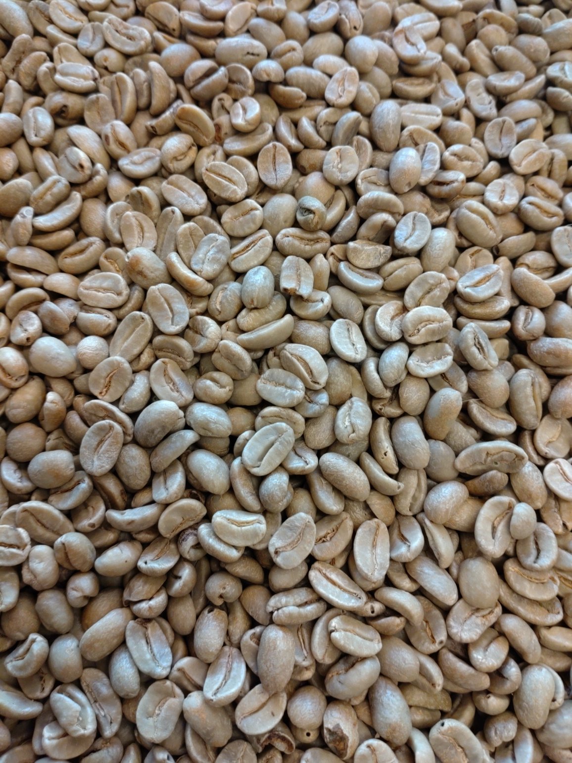 ドミニカ：バラオナ AA(生豆時重量200g) | 自家焙煎珈琲専門店 ざ