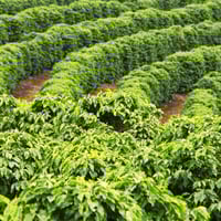 ブラジル№2(生豆時重量200g：ブラジル共和国)