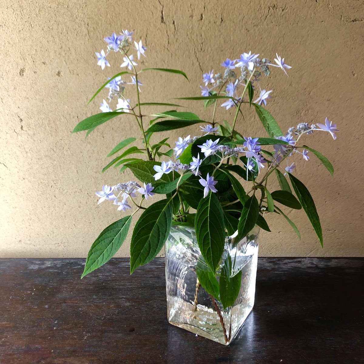 安土草多 ガラス 角花器(大) | Linné 安土草多 ガラス 角花器(大) | Linné