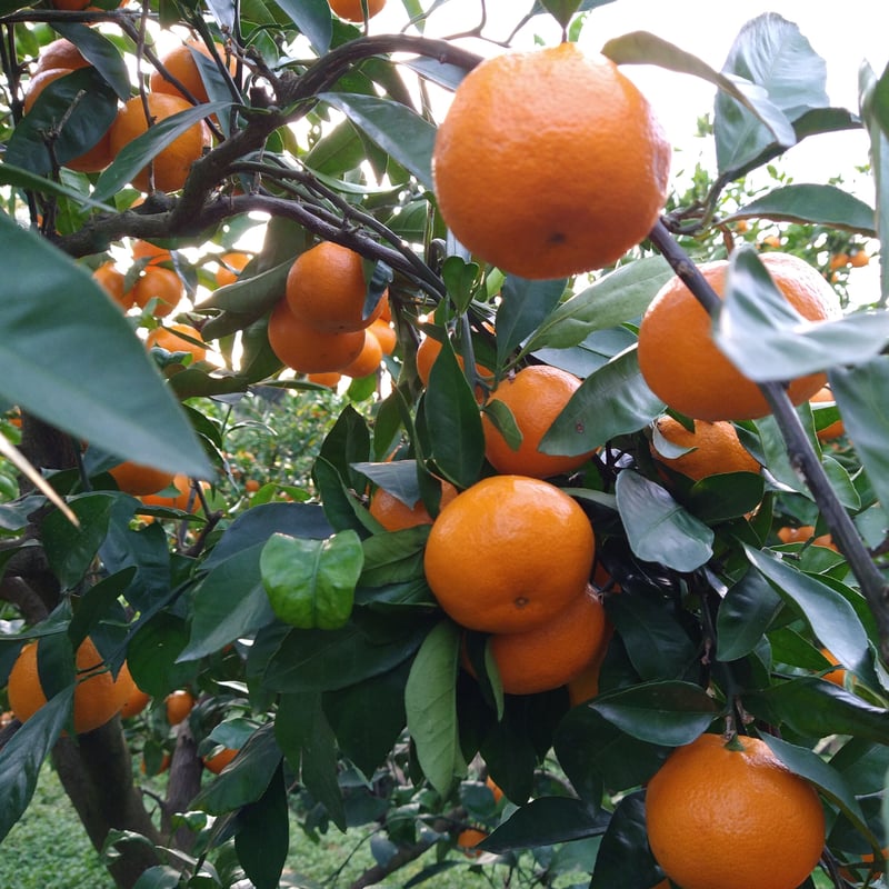 みかん HIKEの皮ごとみかんジュース / 912366243001 – satoseni online