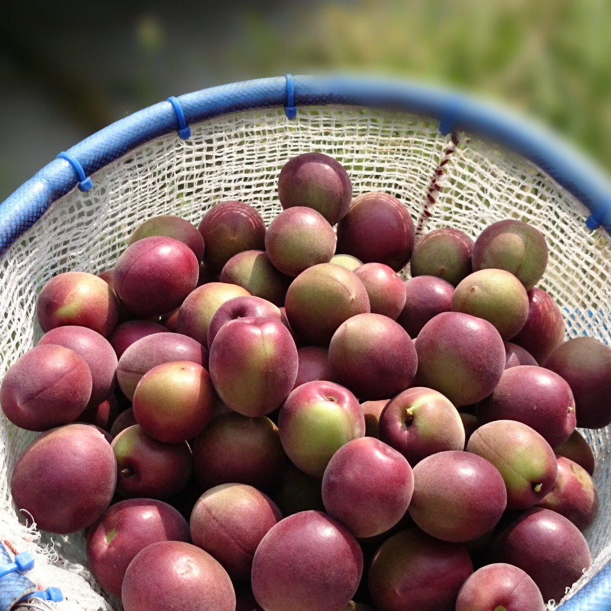 ツクヅミ　青梅 4kg ツクヅミ 青梅 4kg 楽天市場】青梅 4kgの通販