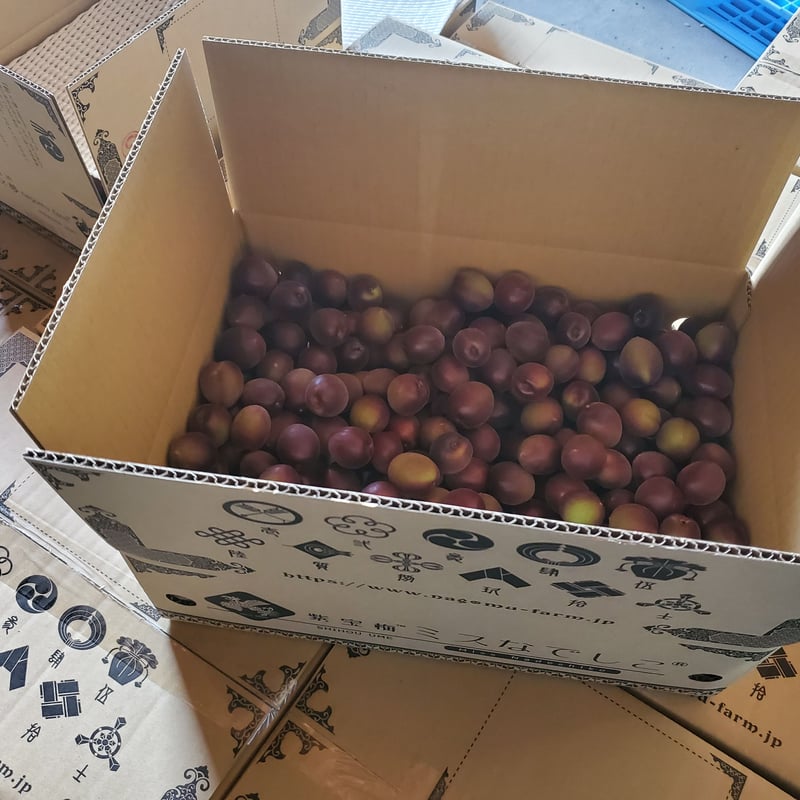 ツクヅミ　青梅 4kg 楽天市場】青梅 4kgの通販