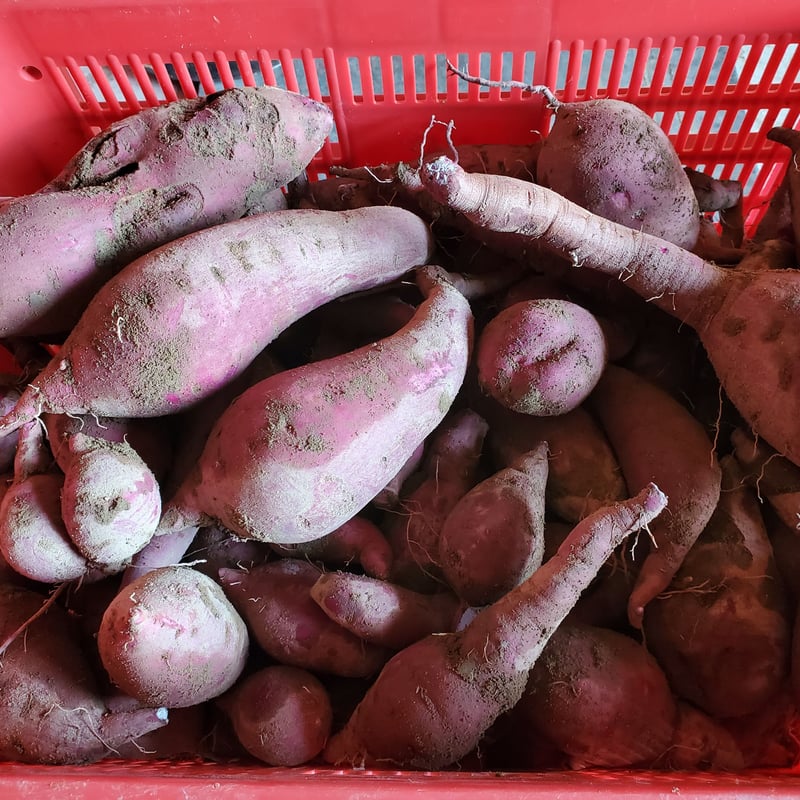 ふくむらさき』紫さつまいも【約4kg:送料別】 | 和×夢 nagomu farm