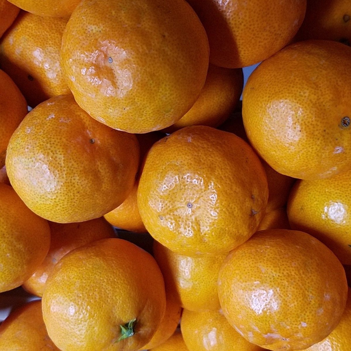 ちぃちゃいおみかん【甘ちゃん。】』温州みかん【4kg：送料別