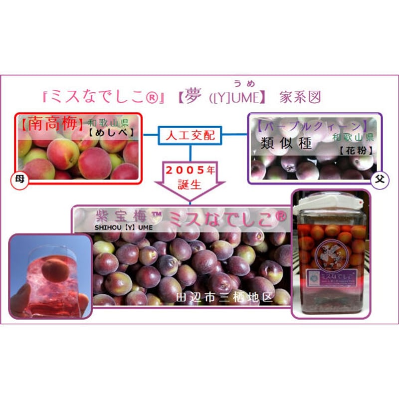 紫宝梅ミスなでしこⓇ』青梅【1kg×2箱：1梱包】※送料別 | 和×夢