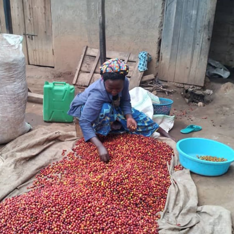 ウガンダ ルウェンゾリ アフリカンムーン： M（260g） | HEROES COFFEE