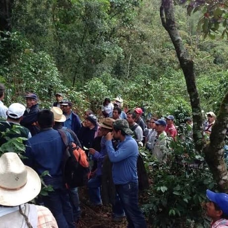 メキシコ　チェリーブラック　オアハカ　デカフェ：　S（170g）
