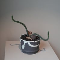 ムスコサ
