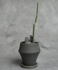 ユーフォルビアアフィラ