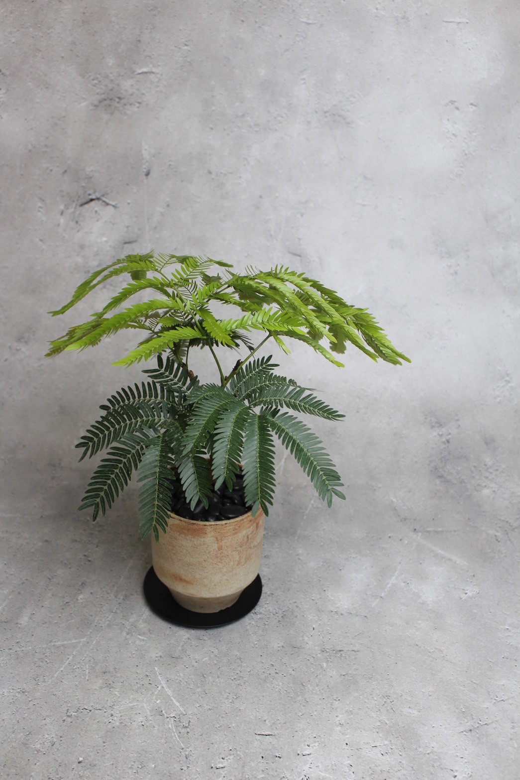 エバーフレッシュ | PLANAGE FLOWER&GREEN