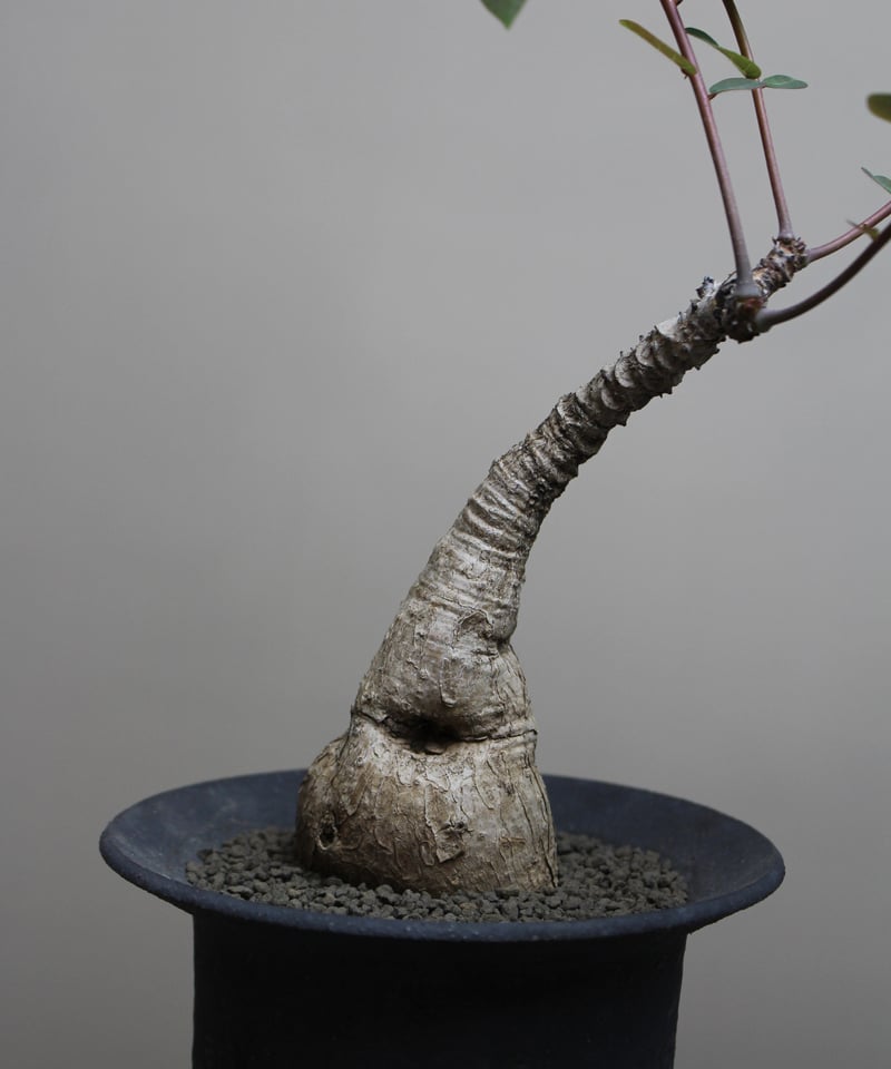 フィランサスミラビリス | PLANAGE FLOWER&GREEN