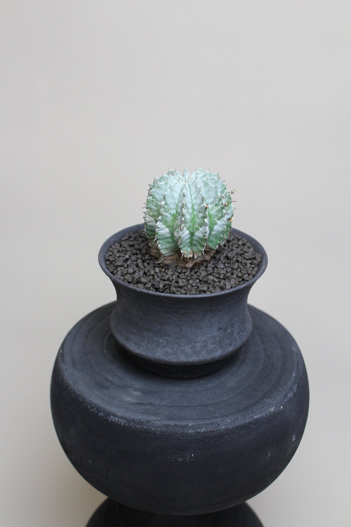 【現地球】ユーフォルビア ホリダ 群生 × n/oh ノウ ビームス別注 鉢 fit=scale-down,w=1200